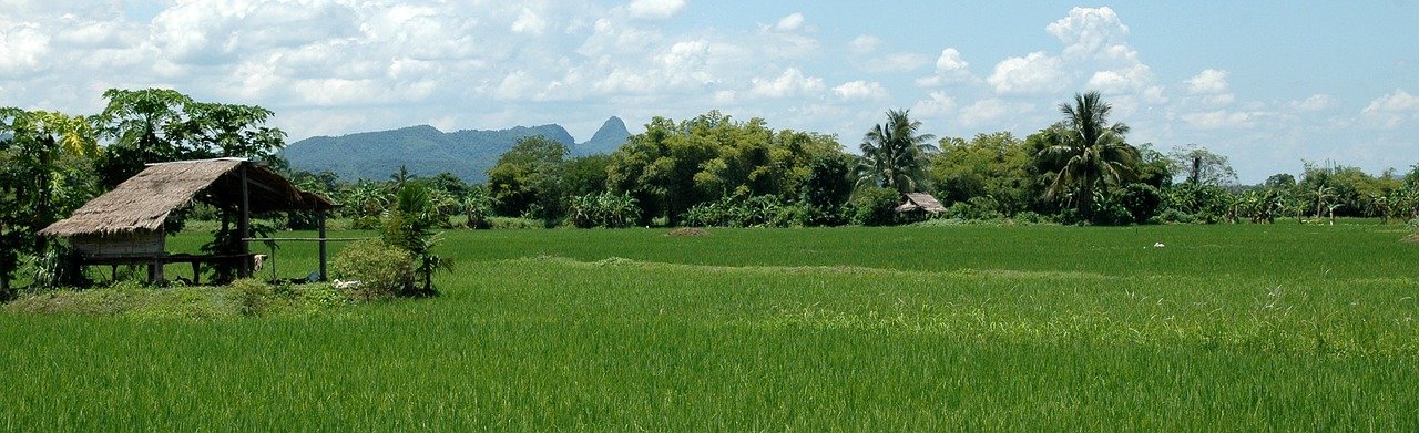 keuntungan punya sawah