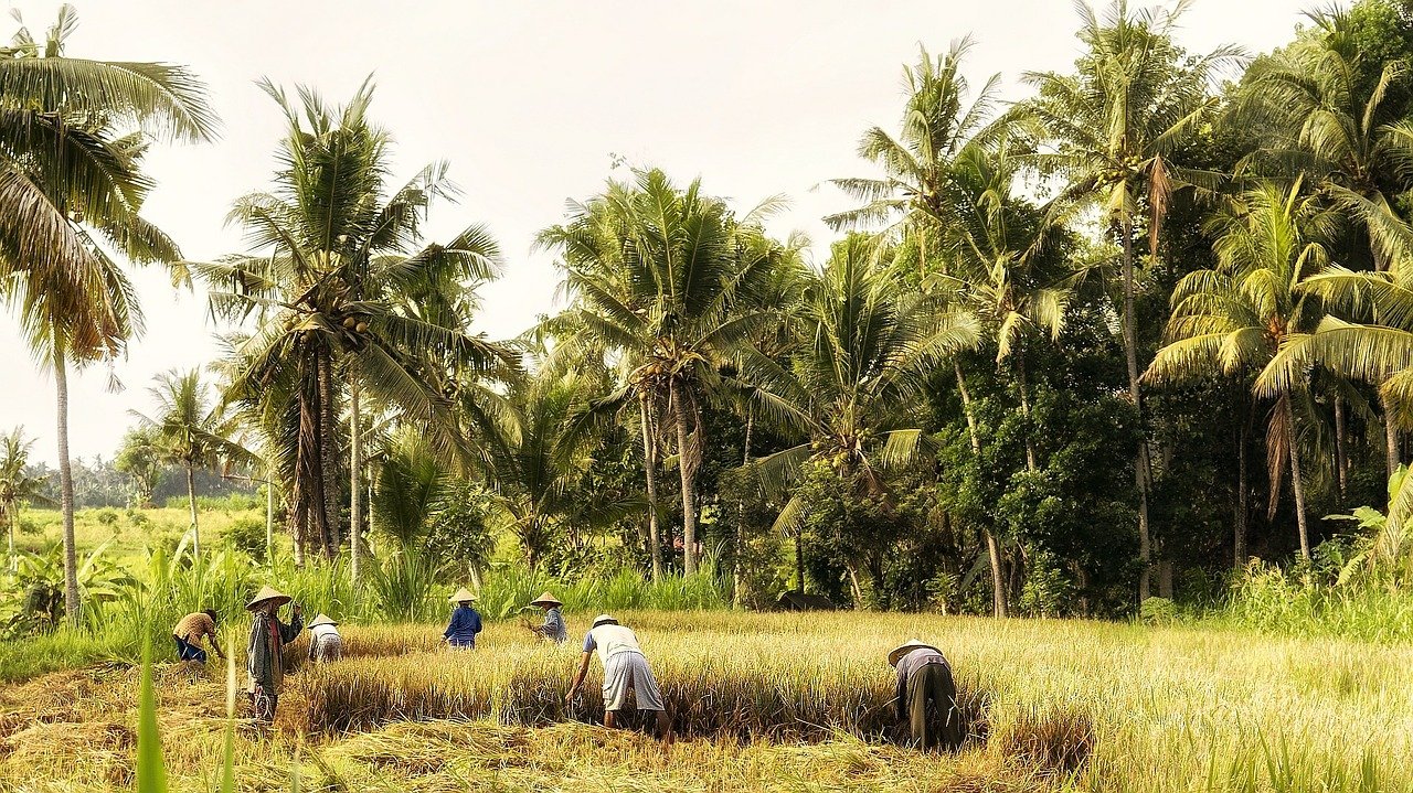 petani padi