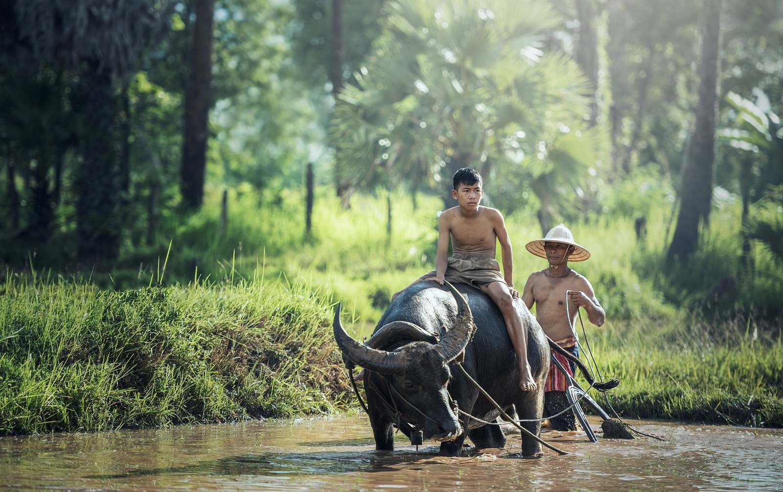 rice farm