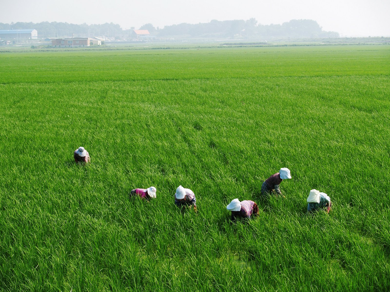 sawah hijau